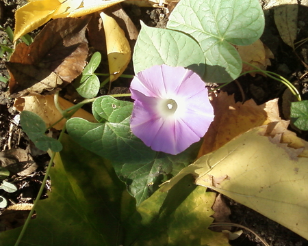 morning glory for all my precious DN friends - morning glory, beauty, pink, autumn