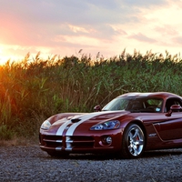 Beautiful Viper