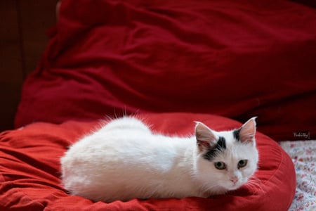 white on red - white cat, cute, resting, red pillow