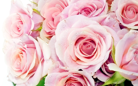 PINK ROSES - bunch, roses, pink, beautiful