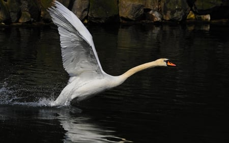 SWAN ~TAKE OFF - water, pond, swan, flight, take off