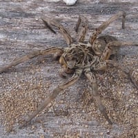 WOLF SPIDER