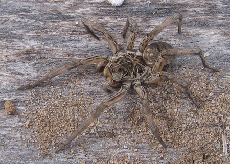 WOLF SPIDER - animal, spider, wolve, creepy