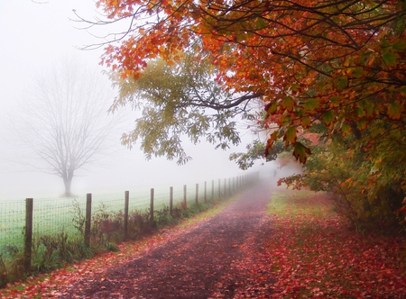 Autumn - nature, autumn, trees, forest, beautiful