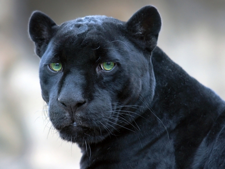 Black panther - dark, animal, big cats, wallpaper, black panther