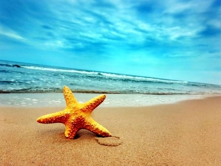 Starfish - starfish, magical, sea-shell, photography