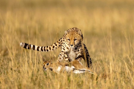 Cheetah on Hunt - cheetah, on hunt, picture, beautiful