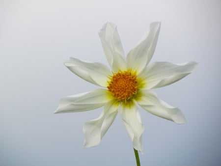 White dahlia - white, harvest, dahlia, bluesky