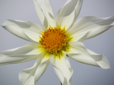 White dahlia - white, sky, blue, beautiful