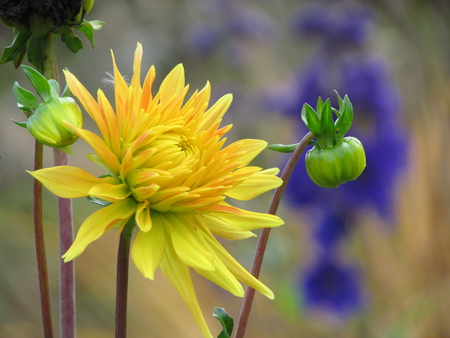 Yellow flower - harvest, dahlia, summer, blue