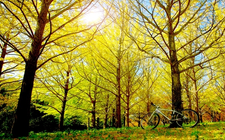 THE MISSING BICYCLE - bicycle, trees, forest, autumn