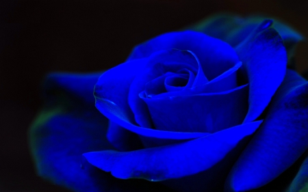 BLUE ROSE - close up, single, rose, blue