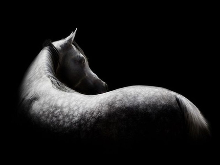 Horse in Dark - in dark, picture, horse, cool