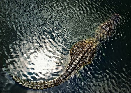 Crocodile - beautiful, cool, picture, crocodile