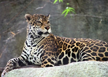 Jaguar - picture, jaguar, at rest, beautiful