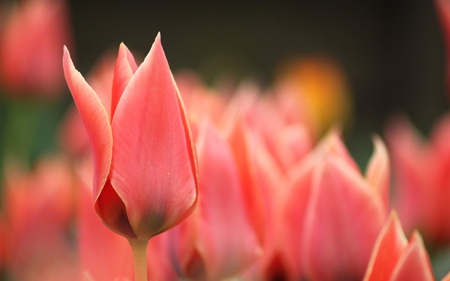 super-red-tulips - beauty, landscape, tulips, nature, view, beautiful, pink, red, flowers, garden