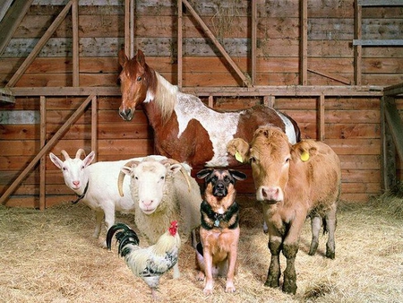 Group Photo - group, photo, farm, animals