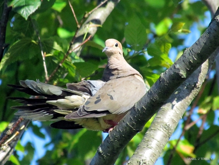 Sweet dove - bird, sweet dove, folkphotographer, the visionary folk photographer