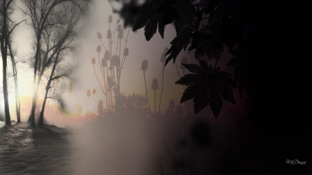 Autumn Morning - misty, fall, fog, autumn, thistle, sunrise, field, tree