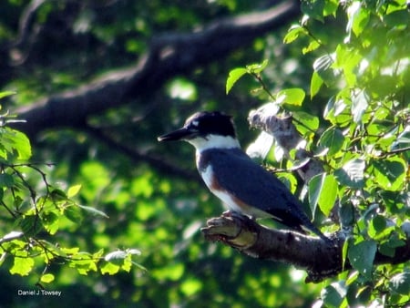 Belted King Fisher - king fisher, daniel j towsey, belted king fisher, folk photographer, the visionary folk photographer