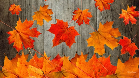 Rustic Autumn - barn boards, autumn, gold, wood, firefox pesona, fall, leaves, orange, rustic