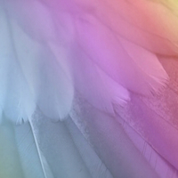 Wing Feathers 2