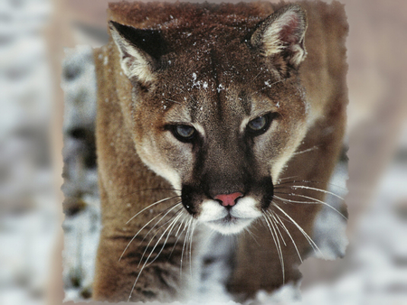 Mountian Lion 2 - mountain lion, photography, snow, lon lauber, photo, lauber, animal, puma, cougar, wildlife