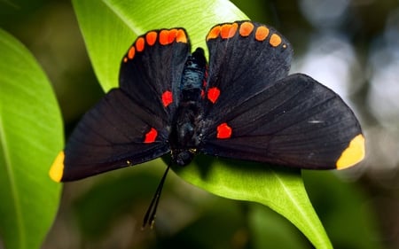 Black Butterfly - black, wings, butterfly, spots, insect, leaf, bug