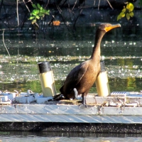 Giant Cormorant on the Titannic