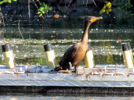 Giant Cormorant on the Titannic - giant cormorant on the titannic, folkphotographer, daniel j towsey, the visionary folk photographer