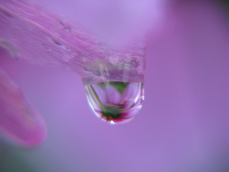 Cosmo Droplet - nature, droplet, water, flower, refraction