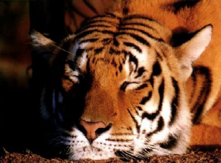 tiger napping