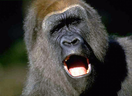 gorilla acting out - ape, monkey, zoo, gorilla, wild life