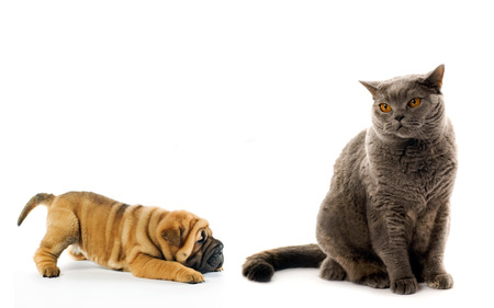 leave me alone - dog, domestic, shar pei, cat