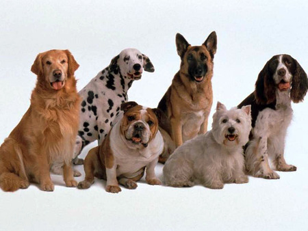 a bunch of dogs - bunch, dogs, domestic