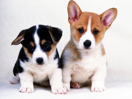 two litle fellows - tiny, cute, puppy, dog