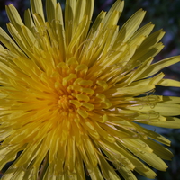 yellow flower