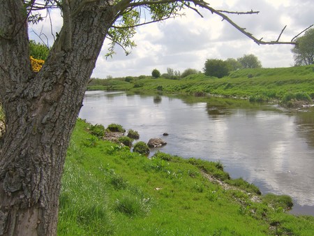 river brosna,ireland - river, tree