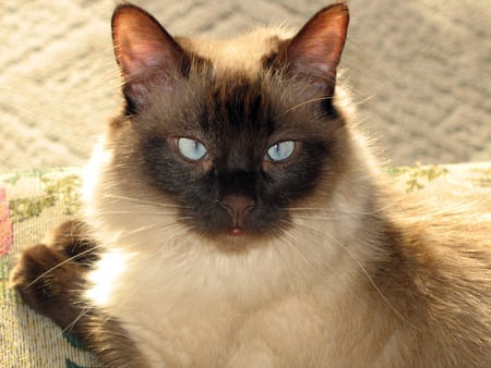 Pictures of Lily - animals, cats, blue eyes, sealpoint, siamese