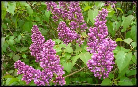 Lilac Beginning - widescreen, lavender, lilac, spring, washington, flower, framed