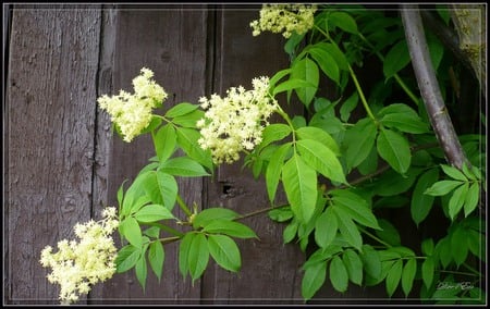 Elderberry by the Barn - widescreen, elderberry, white, barn, farm, washington, flower, rural