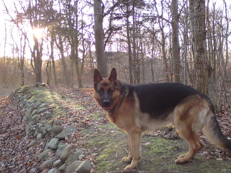 German Shepherd - simba, dog, german shepherd, fall, animal, forrest, autumn, lion, sun