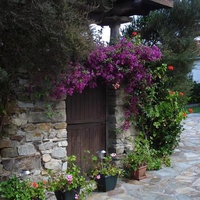 the house with purple flowers