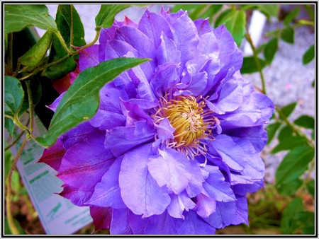 Cmatite - flowers, nature