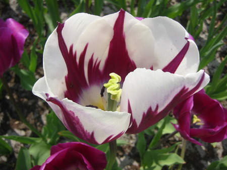 flower - flowers, nature