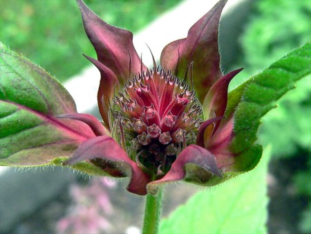 flower - nature, flowers