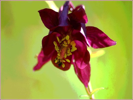 Ancolie-commune - nature, flowers