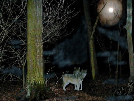 wolves - wolves, moon, wolf, forest, trees