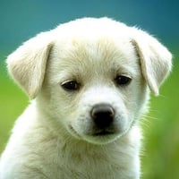 Cute puppy