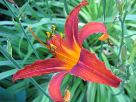 flower - nature, flowers